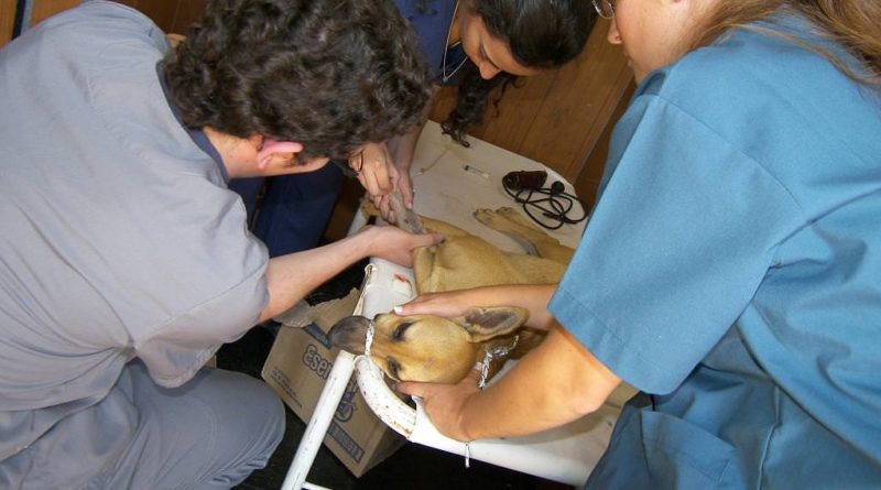 Zoonosis castración
