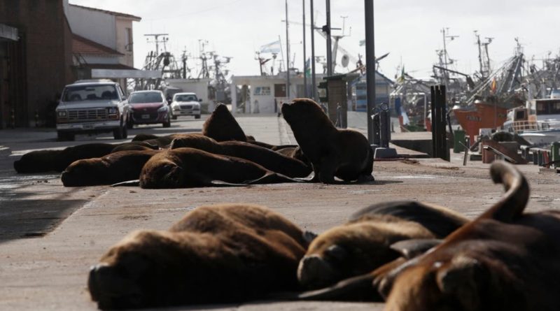Lobos Mar del Plata Cuarentena