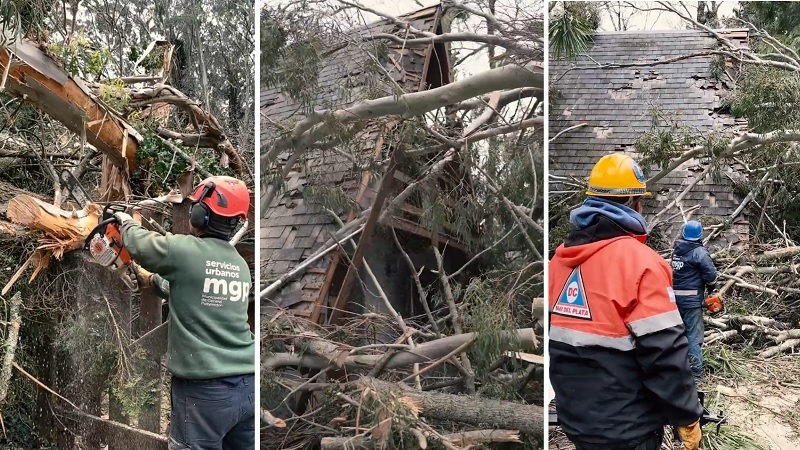 DEFENSA CIVIL - CAIDA DE ARBOLES