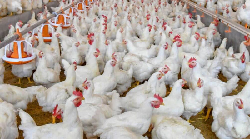 POLLOS DE ENGORDE
