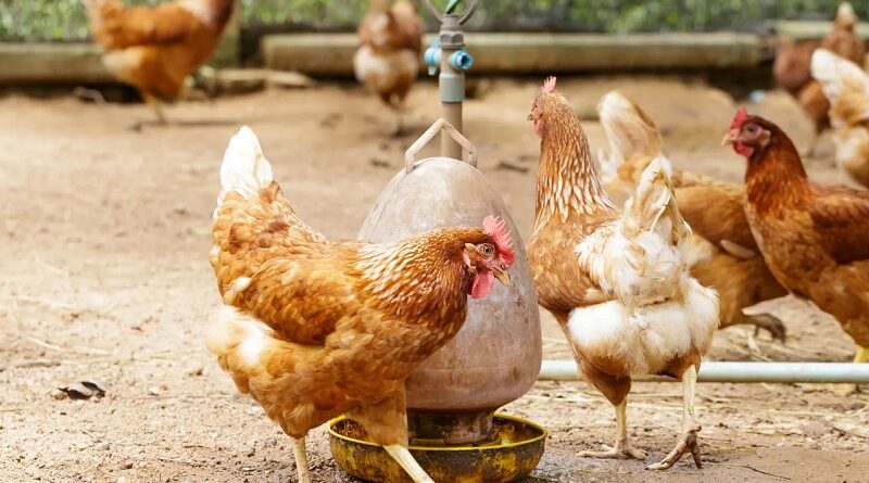 aves influenza aviar