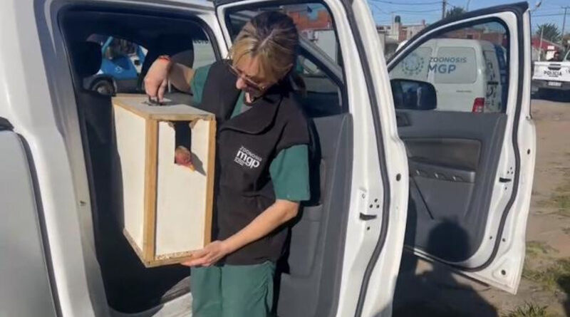 Rescate de dos gallos que era utilizados para riñas