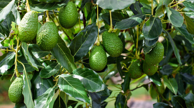 palta