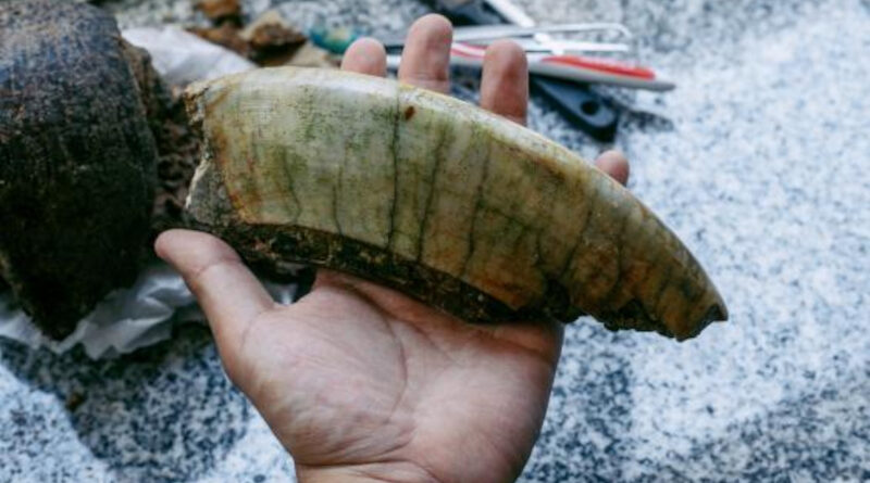Restos fósiles pertenecientes a un Toxodon