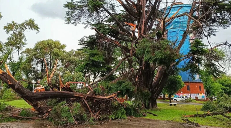 ARBOL CAIDO POR TEMPORAL EN MIRAMAR