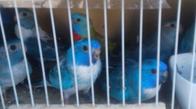 chaco 29 aves silvestres