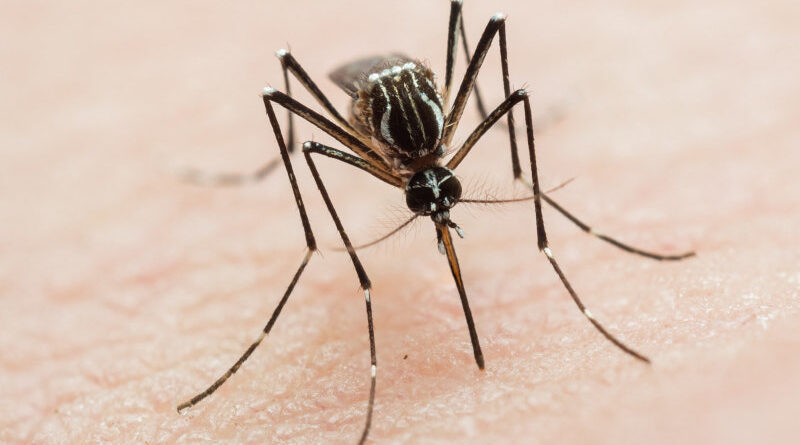 dengue casoautoctono