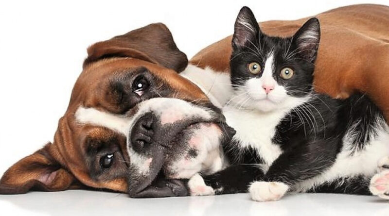 perro y gato