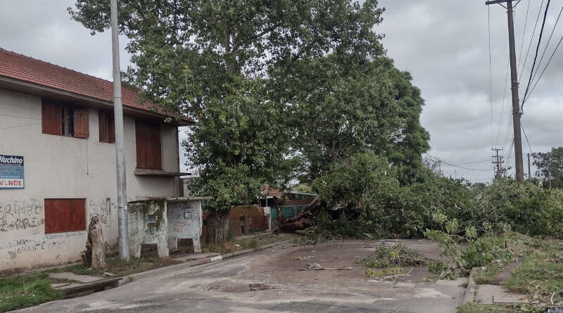 CAIDA DE ARBOLES MDP