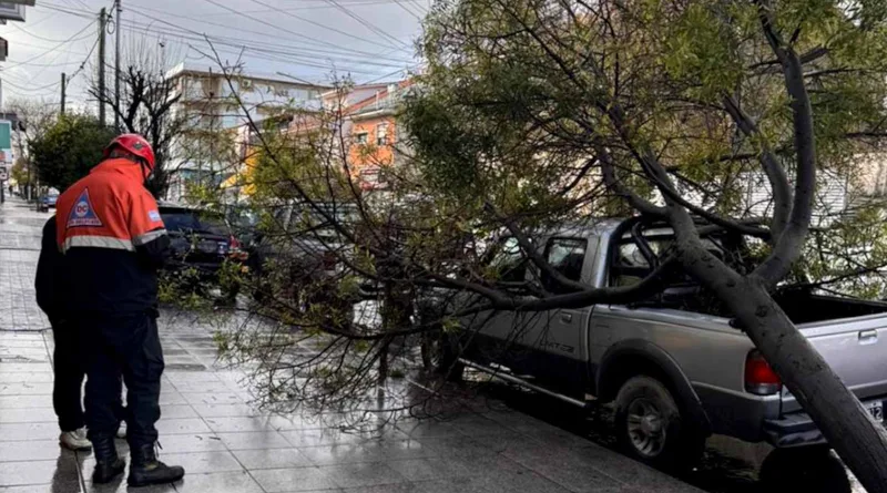 Arbol caido Mar del Plata
