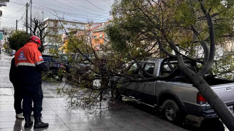 Arbol caido Mar del Plata
