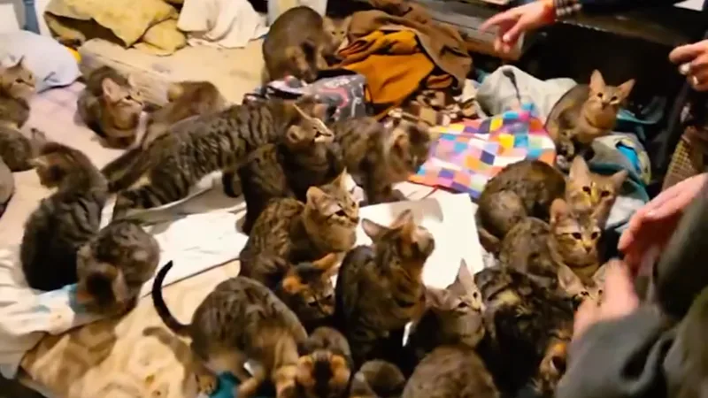 Vivienda usurpada - Gatos