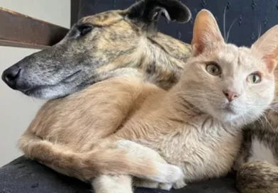 ZOONOSIS