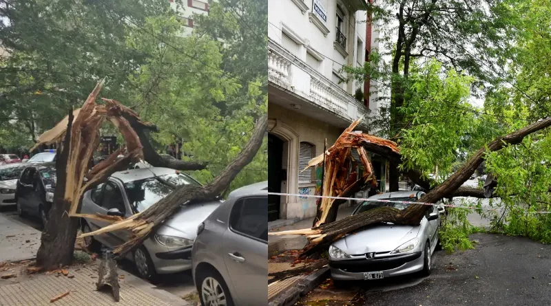 Caida de arbol en MDP